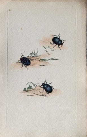 Edward Donovan - Gravure sur cuivre représentant d