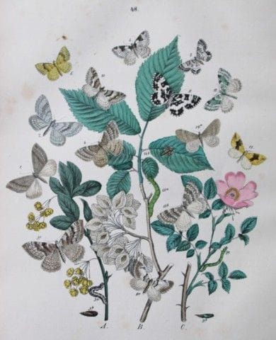 WF Kirby – Handkolorierte Lithografie aus „Europea