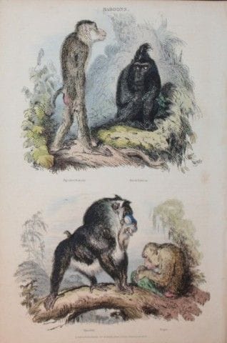 Charles Partington - Hand coloured engraving of Ba