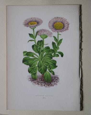 Stiche von Alpenpflanzen von A. F. Lydon und B. Fa
