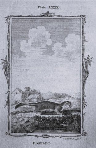 Buffon – Roselet-Stich von A. Bell, 1785.

Dieser 