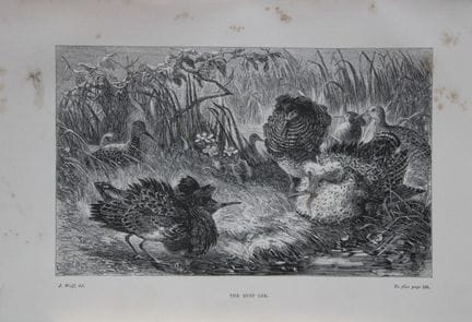 L. Lloyd – „The Ruff Lek“ von J. Wolf, 1867.

Dies