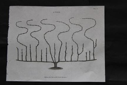 William Forsyth - Planche X sur la taille et la co