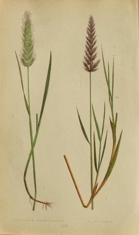 Edward Lowe – „A Natural History of British Grasse