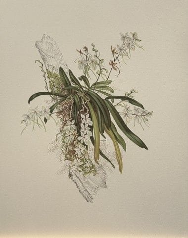 Mary Grierson - Magnifique lithographie d'orchidée