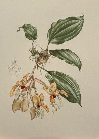 Mary Grierson - Magnifique lithographie d'orchidée