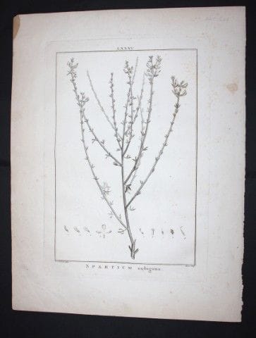 P.J. Redoute - Gravure originale tirée de *Stirpes