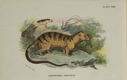 Richard Lydekker - Hardwicke's Hemigale 1896.

Col