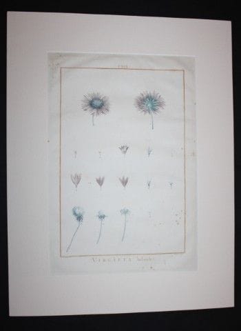 P.J. Redoute - Gravure originale tirée de *Stirpes