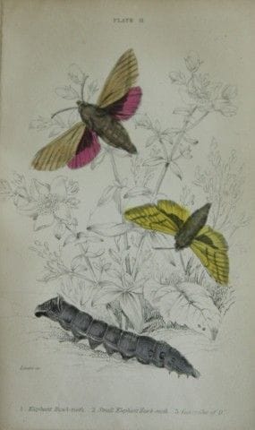 James Duncan - Gravure coloriée à la main représen
