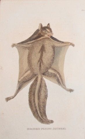 Brightly - Engraving of a Hooded Flying Squirrel 1