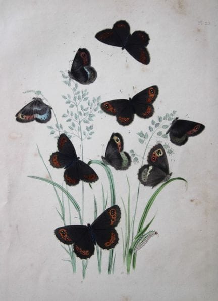 HN Humphreys – Handkolorierte Lithografie britisch