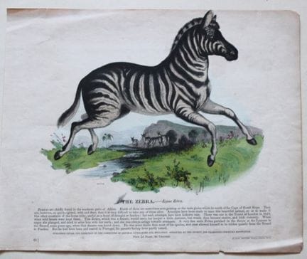 Josiah Whymper – Stich „Zebra“, 1843.

Dieser hand