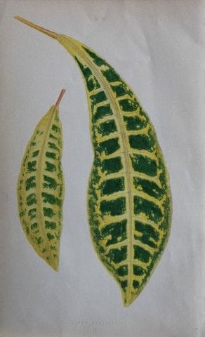 Edward Lowe - Beautiful Leaved Plants 1861.

This 