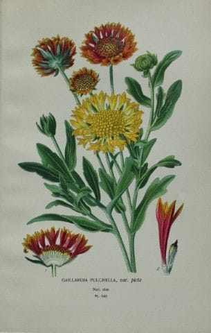 Edward Step - Chromolithographie de fleurs, 1896.

