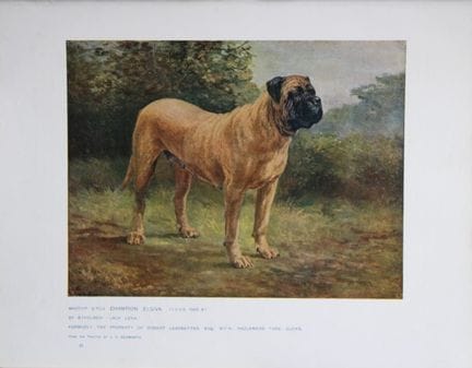 Chromolithograph of a Mastiff after J Bedworth 190