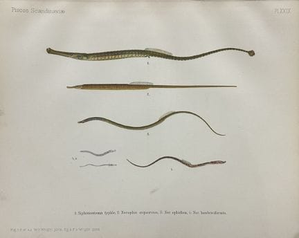 Wilhelm von Wright – Wunderschöne Lithografie mit 