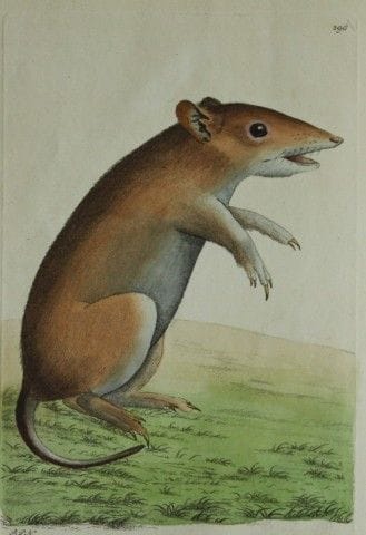 Shaw &amp; Nodder – Schweinsopossum (Didelphis obe