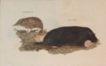 Brightly – Stich einer Spitzmaus und eines Maulwur