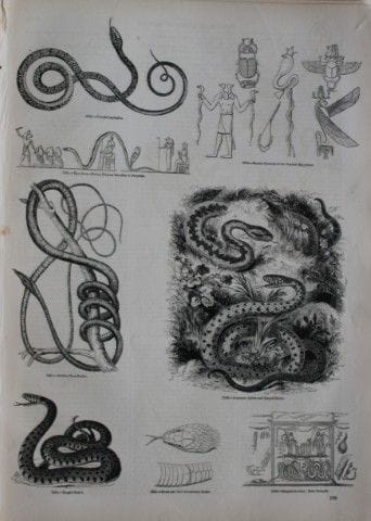 Gravure représentant des serpents, publiée par Cha