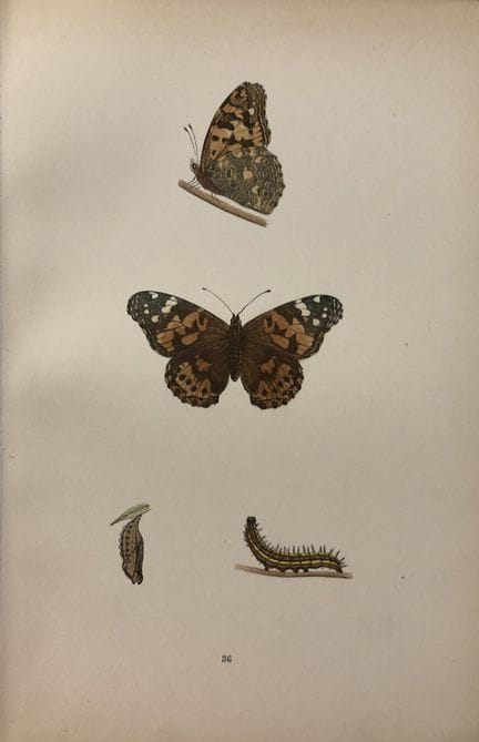 Révérend F. O. Morris – Gravure représentant des p