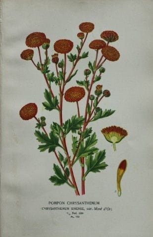Edward Step - Chromolithographie de fleurs, 1896.
