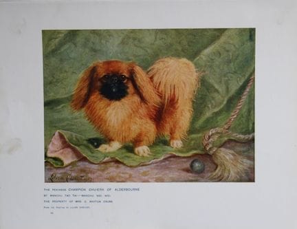 Chromolithograph of a Pekinese after Lilian Chevio