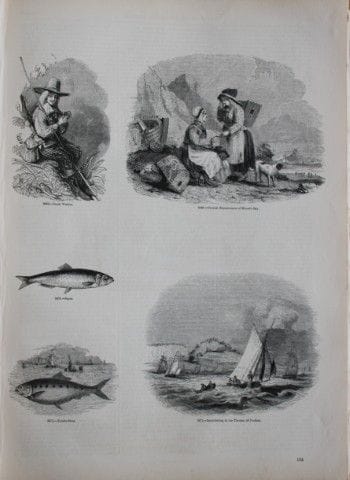 Gravure de poissons publiée par Charles Knight en 