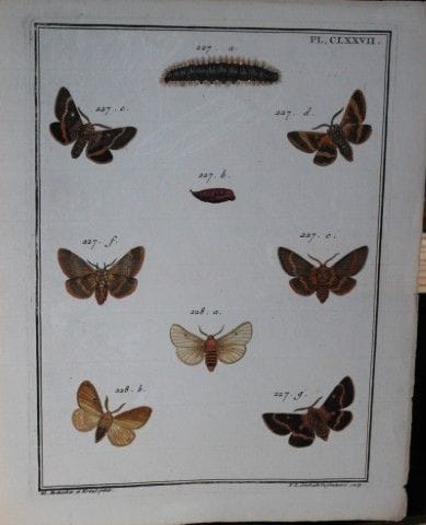 ME Hochecker et Kraut - Gravure tirée de *Insectes