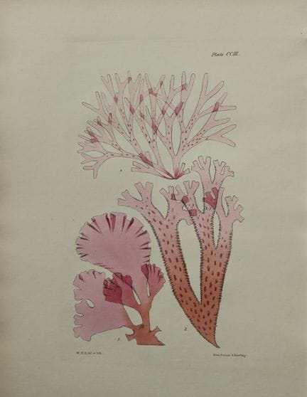 威廉-哈维 - 1846 年《海草》手绘石版画。

这幅石版画出自 Phycologia Brita