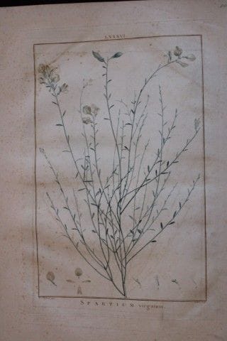 P.J. Redoute - Gravure originale tirée de *Stirpes