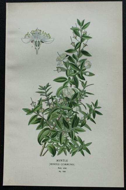 Edward Step - Chromolithographie de fleurs, 1896.
