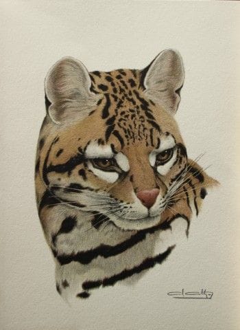 Amuchastegui – Lithografie eines Ozelots, 1966.

D