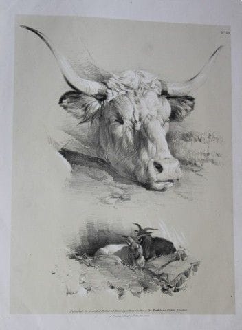Thomas Sidney Cooper – Lithografie von Rindern, 18