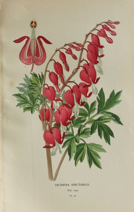 Edward Step - Chromolithographie de fleurs, 1896.
