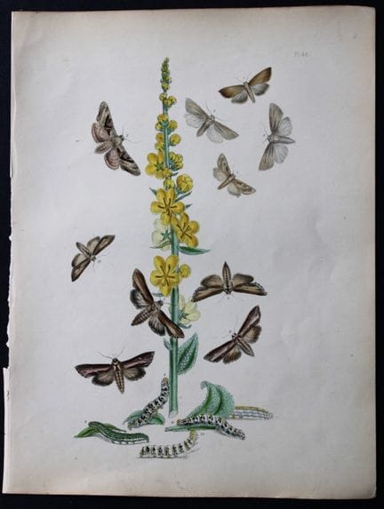 HN Humphreys - Lithographie coloriée à la main rep