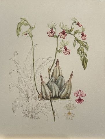Mary Grierson - Magnifique lithographie d'orchidée