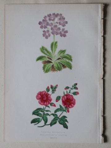 Stiche von Alpenpflanzen von A. F. Lydon und B. Fa