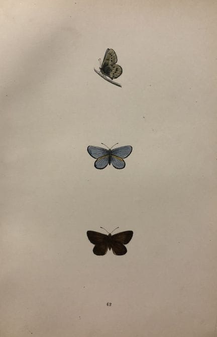 Révérend F. O. Morris – Gravure représentant des p