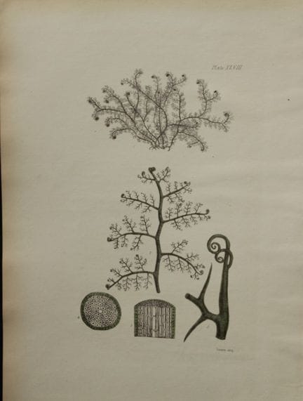 William Harvey - Lithographie coloriée à la main d