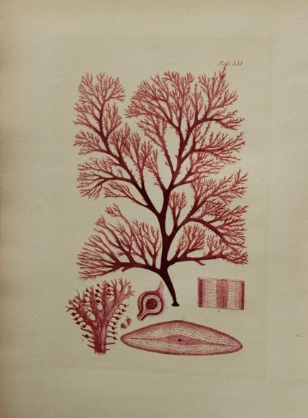 威廉-哈维 - 1846 年《海草》手绘石版画。

这幅石版画出自 Phycologia Brita