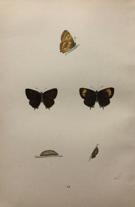 Révérend F. O. Morris – Gravure représentant des p