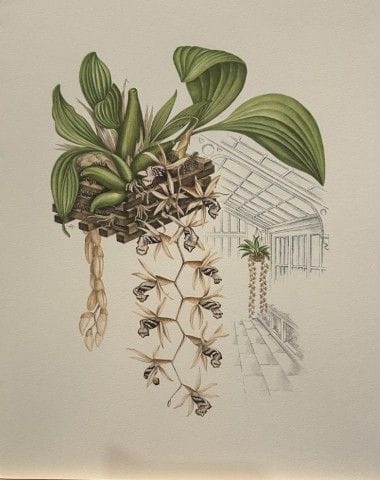 Mary Grierson - Magnifique lithographie d'orchidée