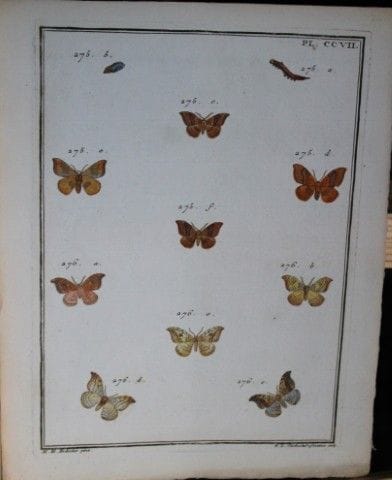 ME Hochecker - Gravure tirée de *Insectes d'Europe