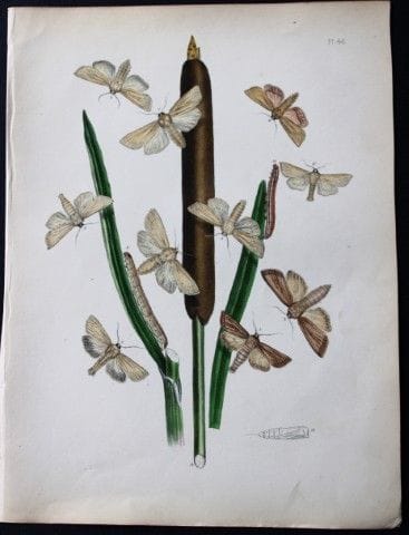 HN Humphreys - Lithographie coloriée à la main rep