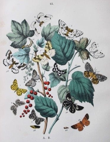 WF Kirby – Handkolorierte Lithografie aus „Europea