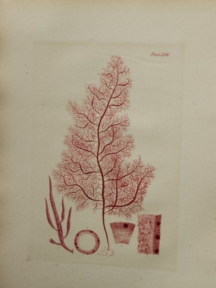 威廉-哈维 - 1846 年《海草》手绘石版画。

这幅石版画出自 Phycologia Brita