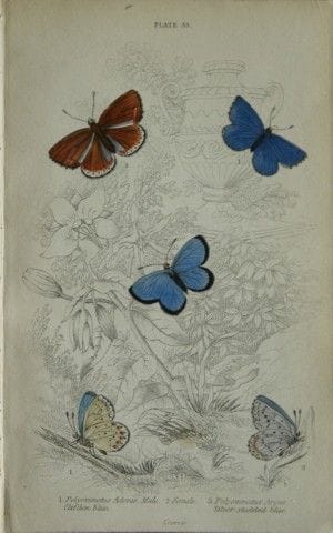 James Duncan - Gravure colorée à la main représent
