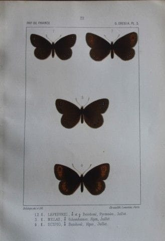 约瑟夫·德拉海——1851年《法国蝴蝶》彩色石版画。

这幅彩色石版画选自约瑟夫·德拉海所著的《法国