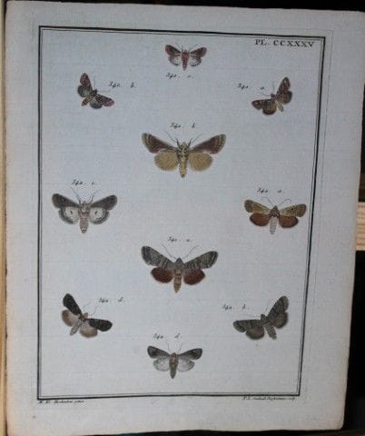 ME Hochecker - Gravure tirée de *Insectes d'Europe